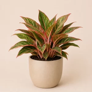 Healthy Aglaonema Lipstick plant in a decorative pot with vibrant green leaves and red-pink edges for indoor home and office décor