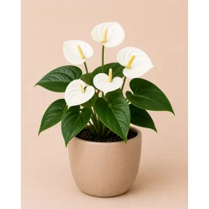 Healthy White Anthurium plant in a decorative pot with elegant white heart-shaped flowers and glossy green leaves for indoor home and office décor
