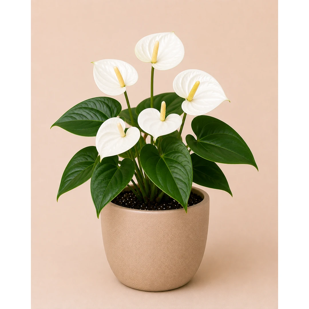 Healthy White Anthurium plant in a decorative pot with elegant white heart-shaped flowers and glossy green leaves for indoor home and office décor