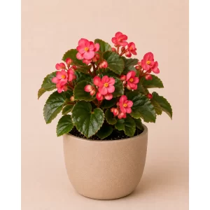 Healthy Begonia flowering plant in a decorative pot with vibrant colorful flowers and lush green foliage for indoor and outdoor décor