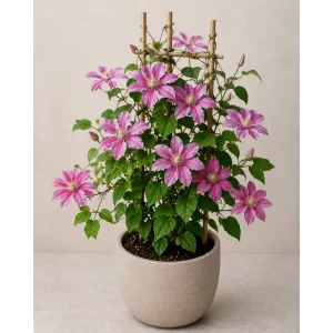 Healthy Ranjai (Rangoon Creeper) flowering climber in a decorative pot with fragrant pink, white, and red flowers for gardens and trellises