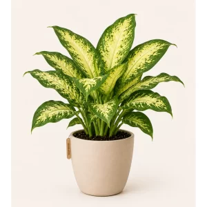 Healthy Dieffenbachia plant in a decorative pot with lush variegated green and cream leaves for indoor home and office décor