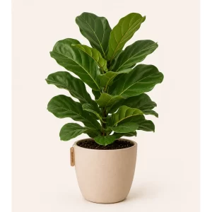 Healthy Fiddle Leaf Fig (Ficus lyrata) in a decorative pot with large violin-shaped glossy green leaves for indoor home and office décor