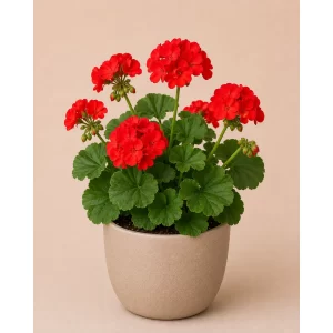 Healthy Geranium flowering plant in a decorative pot with vibrant colorful blooms for home gardens, balconies, and patios