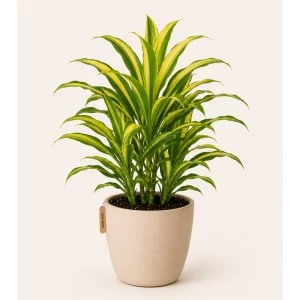 Healthy Golden Dracaena plant in a decorative pot with vibrant green and golden-yellow variegated leaves for indoor home and office décor
