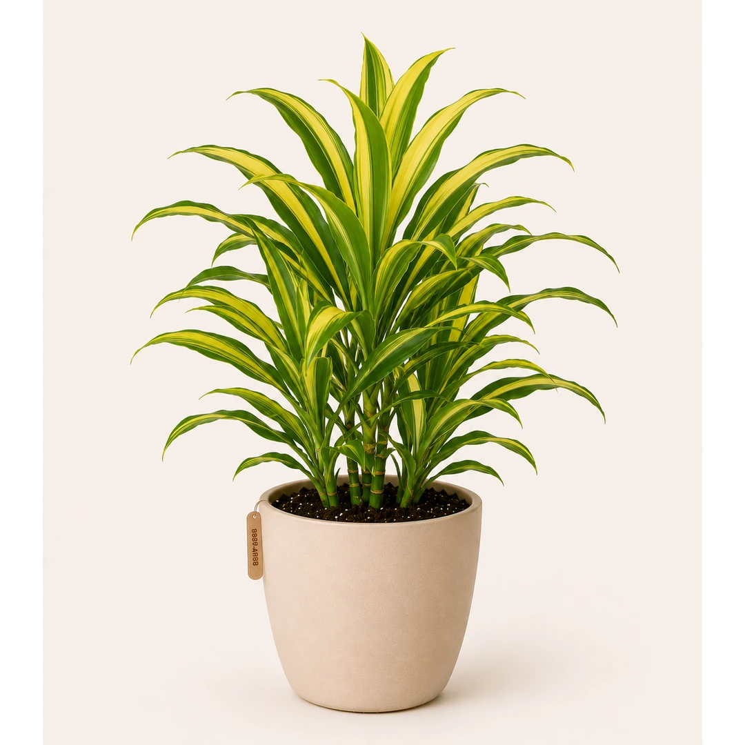 Healthy Golden Dracaena plant in a decorative pot with vibrant green and golden-yellow variegated leaves for indoor home and office décor