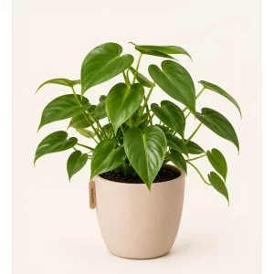 Healthy Green Philodendron plant in a decorative pot with lush glossy green heart-shaped leaves for indoor home and office décor