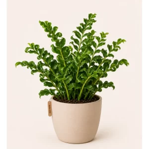 Healthy Jamiya Curly (ZZ Zenzi) plant in a decorative pot with compact curly dark green foliage for indoor home and office décor