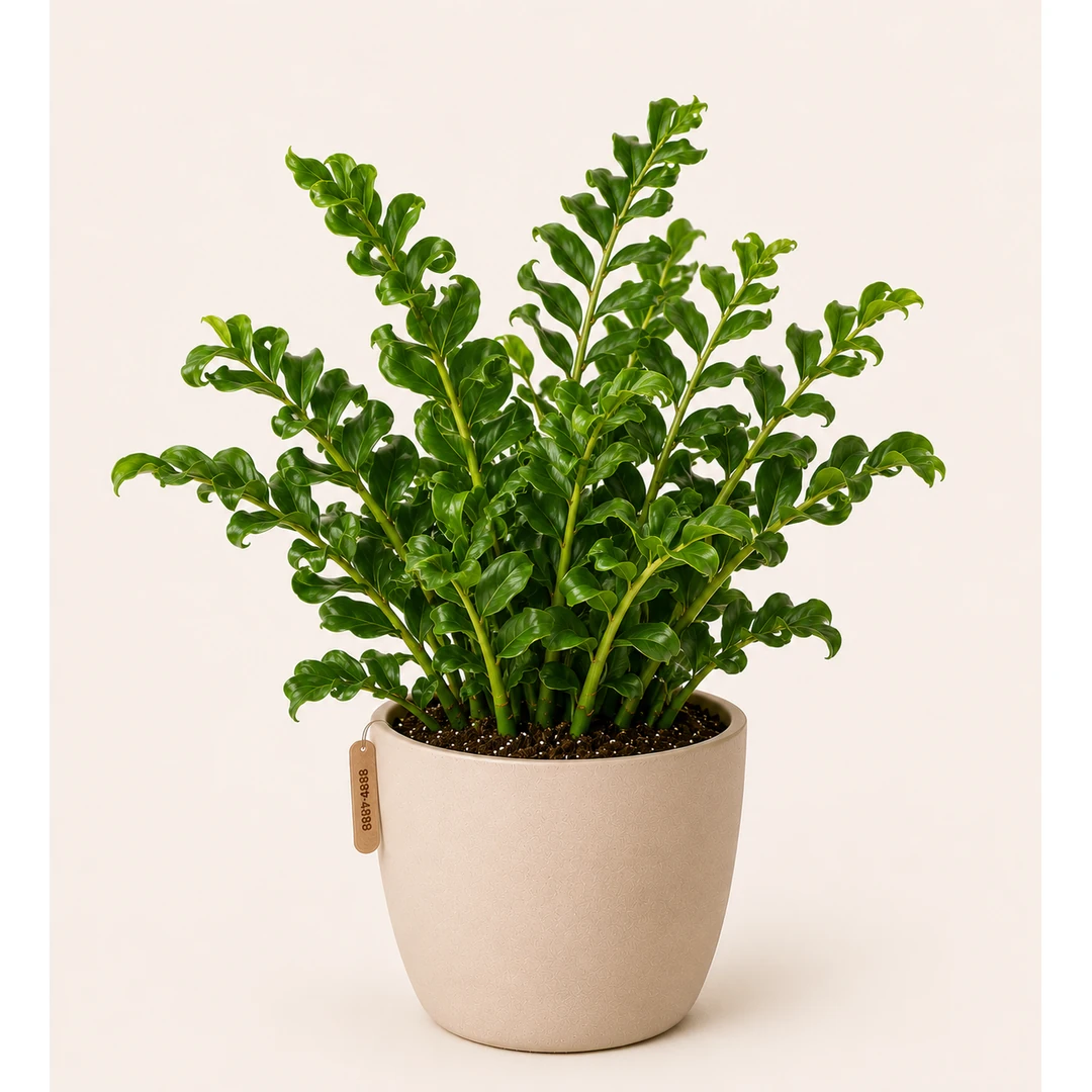 Healthy Jamiya Curly (ZZ Zenzi) plant in a decorative pot with compact curly dark green foliage for indoor home and office décor