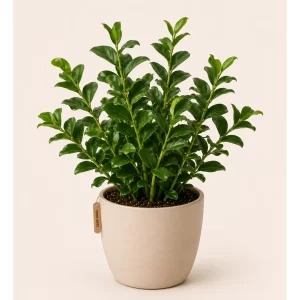 Healthy Jamiya Green (ZZ Plant) in a decorative pot with glossy dark green leaves for indoor home and office décor
