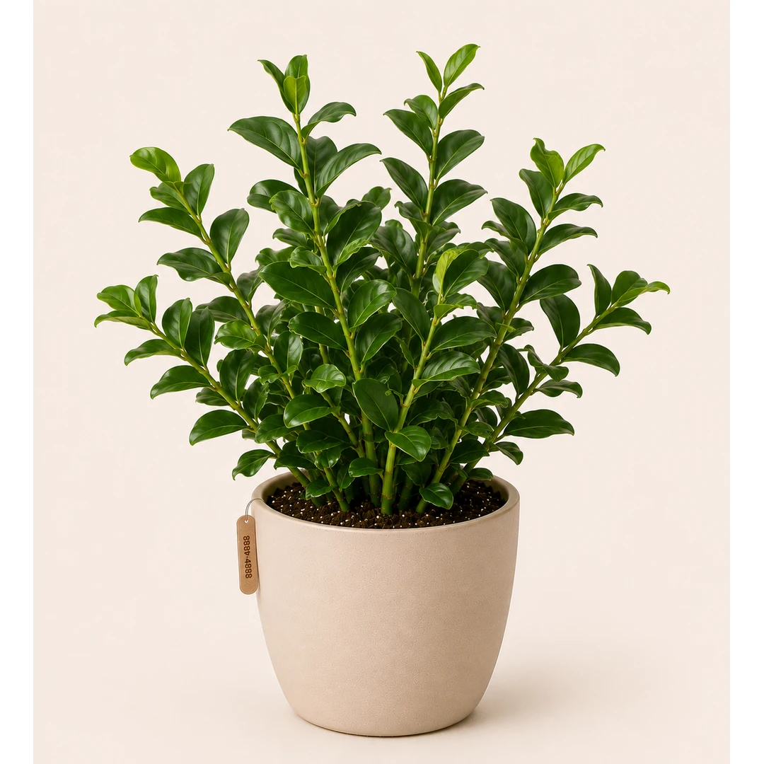 Healthy Jamiya Green (ZZ Plant) in a decorative pot with glossy dark green leaves for indoor home and office décor