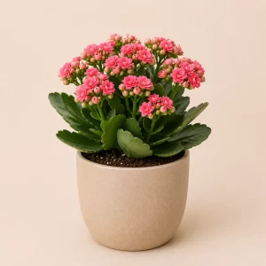 Healthy Kalanchoe flowering plant in a decorative pot with vibrant colorful blooms for indoor home, balcony, and garden décor