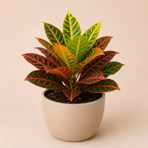Healthy Laxmi Croton plant in a decorative pot with vibrant green, yellow, orange, and red variegated leaves for home and office décor