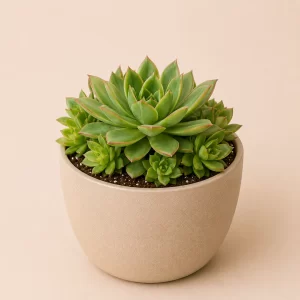 Healthy Lakshmi Succulent plant in a decorative pot with thick green leaves for home, office, and indoor décor