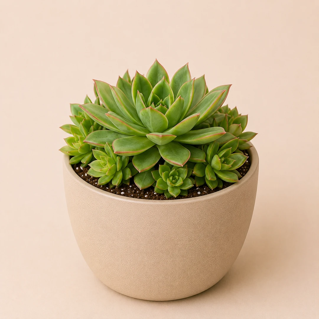 Healthy Lakshmi Succulent plant in a decorative pot with thick green leaves for home, office, and indoor décor