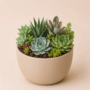 Healthy mixed succulent plants in a 4-inch decorative pot with colorful low-maintenance varieties for indoor home and office décor