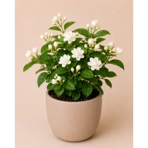 Healthy Mogra (Arabian Jasmine) flowering plant in a decorative pot with fragrant white flowers for home gardens, balconies, and terraces