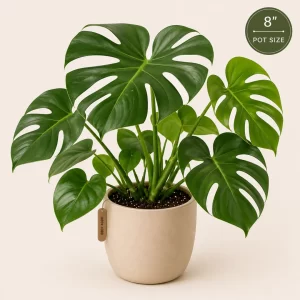 Healthy Monstera deliciosa in an 8-inch decorative pot with large split green leaves for indoor home and office décor