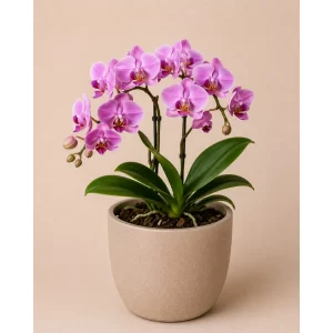 Healthy Orchid flowering plant in a decorative pot with elegant long-lasting blooms for indoor home and office décor