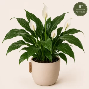 Healthy Peace Lily (Spathiphyllum) in an 8-inch decorative pot with elegant white flowers and glossy green leaves for indoor home and office décor