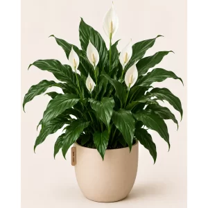 Healthy Standard Peace Lily (Spathiphyllum) in a decorative pot with elegant white flowers and glossy green leaves for indoor home and office décor