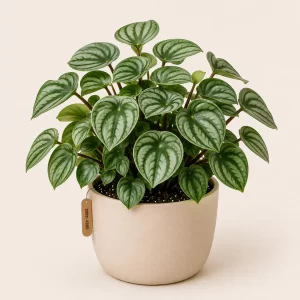 Healthy Peperomia plant in a decorative pot with compact glossy green foliage for indoor home and office décor