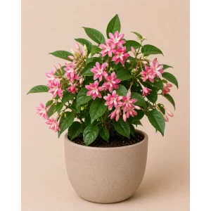 Healthy Pink Madhumalti (Rangoon Creeper) flowering climber in a decorative pot with fragrant pink blooms for gardens, pergolas, and balconies