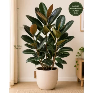 Healthy large Rubber Plant (Ficus elastica) in a decorative pot with broad glossy green leaves for indoor home and office décor