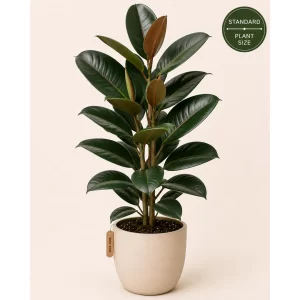 Healthy Standard Rubber Plant (Ficus elastica) in a decorative pot with a single trunk and glossy green foliage for indoor home and office décor