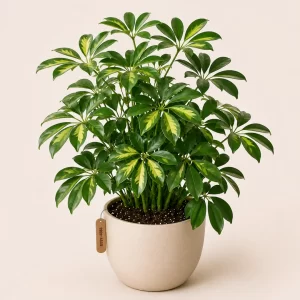 Healthy Schefflera (Umbrella Plant) in a decorative pot with lush glossy green foliage for indoor home and office décor