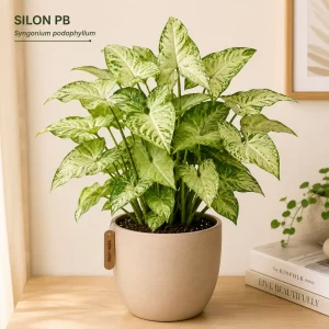 Healthy Silon PB (Syngonium podophyllum) plant in a decorative pot with variegated green and white arrow-shaped leaves for indoor home and office décor