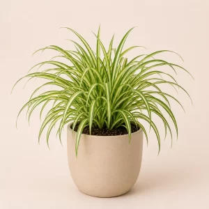 Healthy Spider Plant in a decorative pot with arching green and white striped leaves for indoor home and office décor