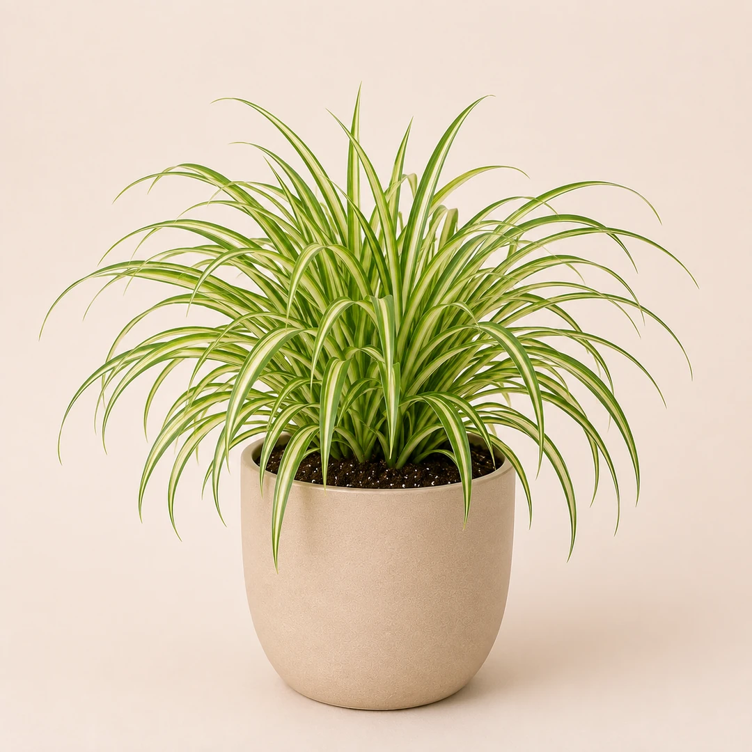 Healthy Spider Plant in a decorative pot with arching green and white striped leaves for indoor home and office décor