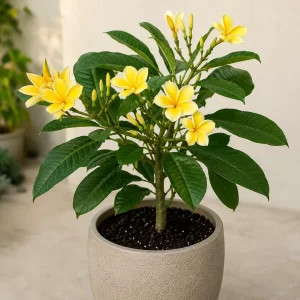 Healthy Yellow Champa flowering plant in a decorative pot with fragrant golden-yellow blooms for gardens and landscapes