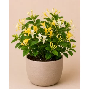 Healthy Yellow Honeysuckle flowering climber in a decorative pot with bright yellow fragrant flowers for gardens, trellises, and balconies