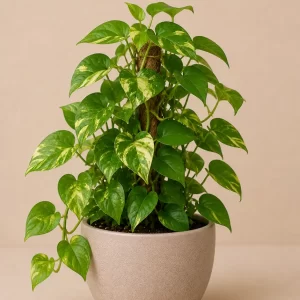 Healthy Money Plant (Epipremnum aureum) in a decorative pot with lush green heart-shaped leaves for indoor home and office décor